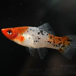 Echt Schwertträger "KOI" SHOWA, lg weibl. (Xiph. hell., spec. KOI)