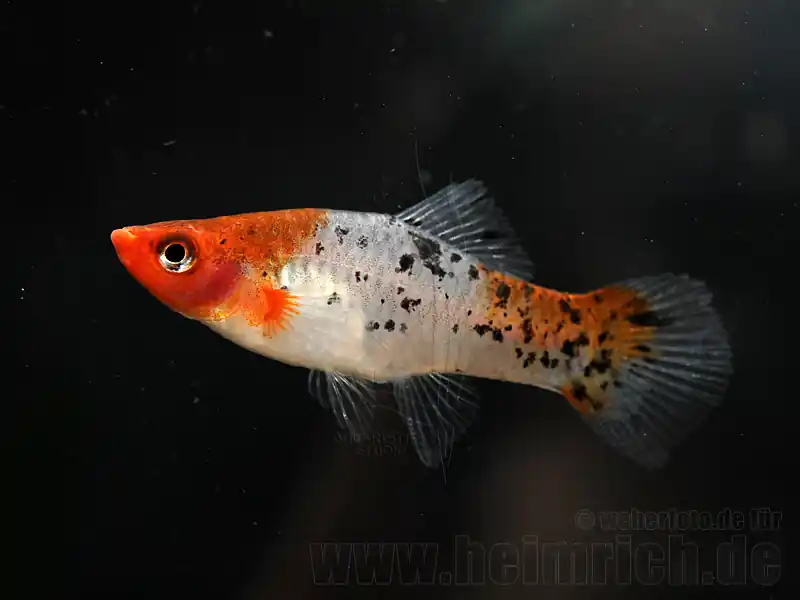 Echt Schwertträger "KOI" SHOWA, lg weibl. (Xiph. hell., spec. KOI)