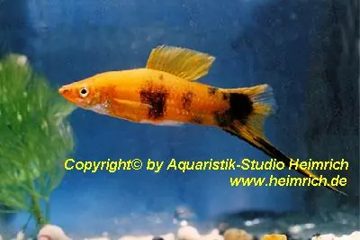 Must-Have Schwertträger "Red Calico", lg (Xiph. hellerie, spec. Red Calico