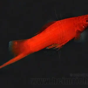 Schwertträger "Wiener Super Red", männl. lg (Xiph. hell., spec. Online Kaufen