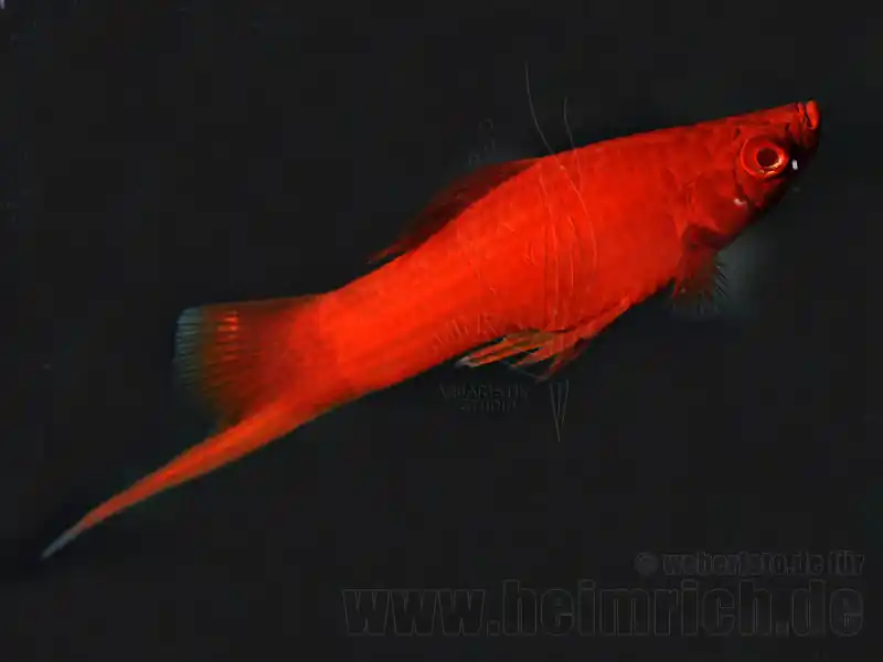 Schwertträger "Wiener Super Red", männl. lg (Xiph. hell., spec. Online Kaufen