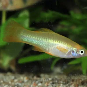 Angebot Schwertträger "Yellow Sun", weibl. lg (Xiph. hell., spec.Yellow
