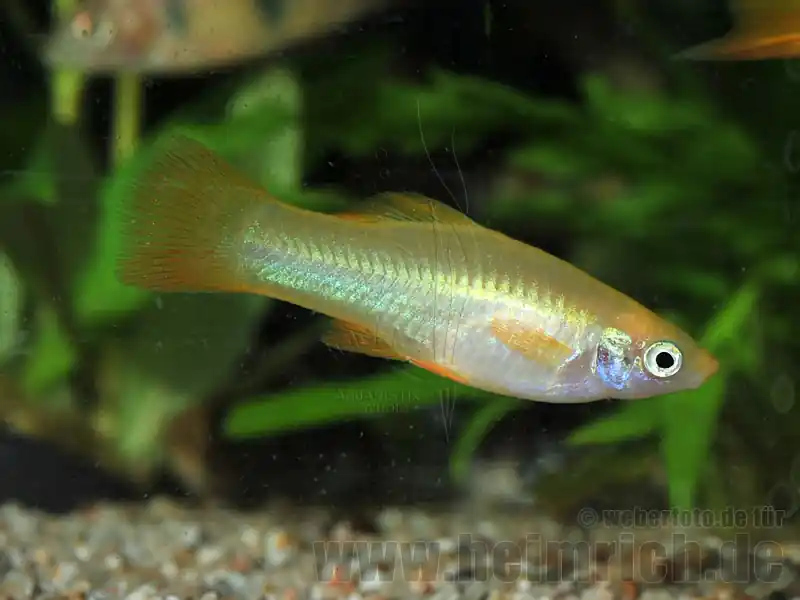Angebot Schwertträger "Yellow Sun", weibl. lg (Xiph. hell., spec.Yellow
