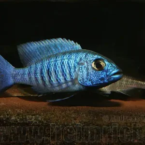Sciaenochromis fryeri (Azurcichlide "ahli") Direkt Vom Hersteller