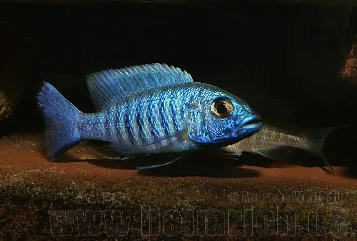 Sciaenochromis fryeri, XL Zuchtpaar (Azurcichlide "ahli") Wochenendangebot