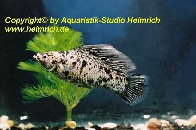 Segelkärpfling "Dalmatiner", lg (Xiph. velifera, spec. Dalmatine Bestseller