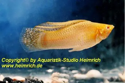 Segelkärpfling "GOLD albino", lg (Xiph. velifera, spec.GOLD albi Beliebt