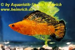 Segelkärpfling "ORANGE", lg (Xiph. velifera, spec. ORANGE) Jetzt Kaufen