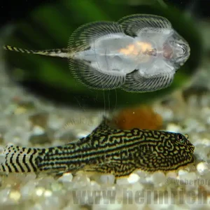 Sewellia lineolata, lg (Vietnamesische Flossensauger) Solange Der Vorrat Reicht