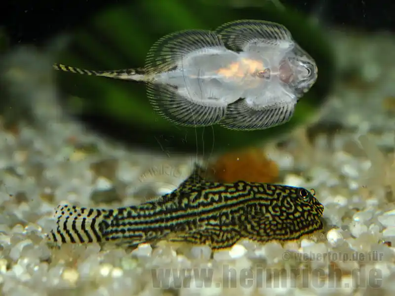 Sewellia lineolata, lg (Vietnamesische Flossensauger) Solange Der Vorrat Reicht