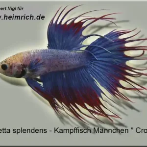 Neu Siam. Kampffisch CROWN, Blau/ Rot lg (Betta splendens)