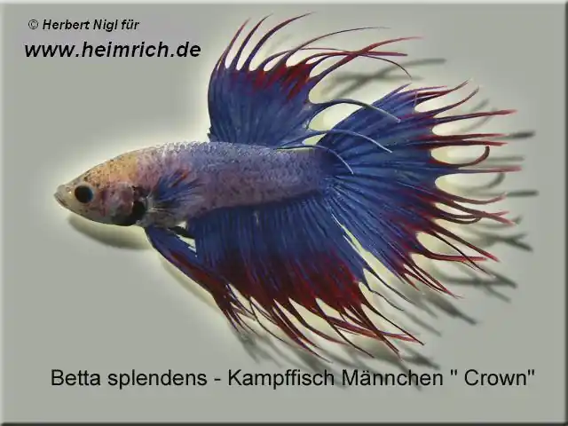 Neu Siam. Kampffisch CROWN, Blau/ Rot lg (Betta splendens)