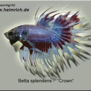 Preisknaller Siam. Kampffisch CROWN, Blau/ Rot/ Weiss lg (Betta splendens)
