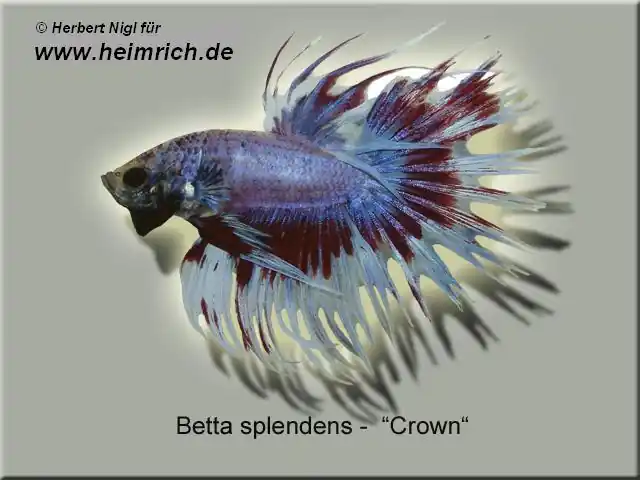 Preisknaller Siam. Kampffisch CROWN, Blau/ Rot/ Weiss lg (Betta splendens)