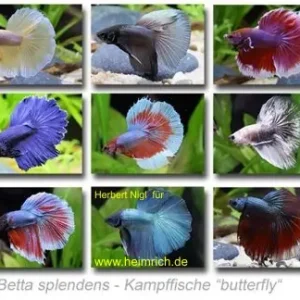 Siam. Kampffisch PREMIUM 'Butterfly', lg (Betta splendens) Günstig