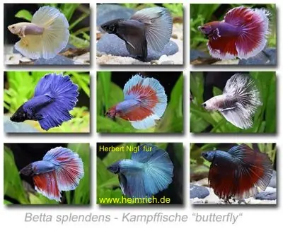 Siam. Kampffisch PREMIUM 'Butterfly', lg (Betta splendens) Günstig