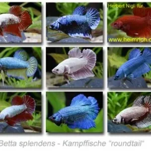 Sichere Zahlung Siam. Kampffisch PREMIUM 'Roundtail', lg (Betta splendens)