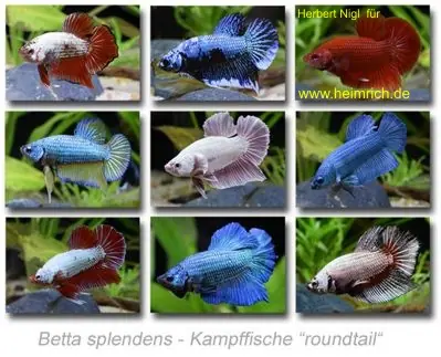 Sichere Zahlung Siam. Kampffisch PREMIUM 'Roundtail', lg (Betta splendens)