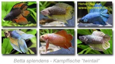 Nur Heute Siam. Kampffisch PREMIUM 'Twintail', lg (Betta splendens)