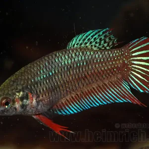 Siamesischer Kampffisch weibl., Mix-Farben lg (Betta splendens) Top-Angebot
