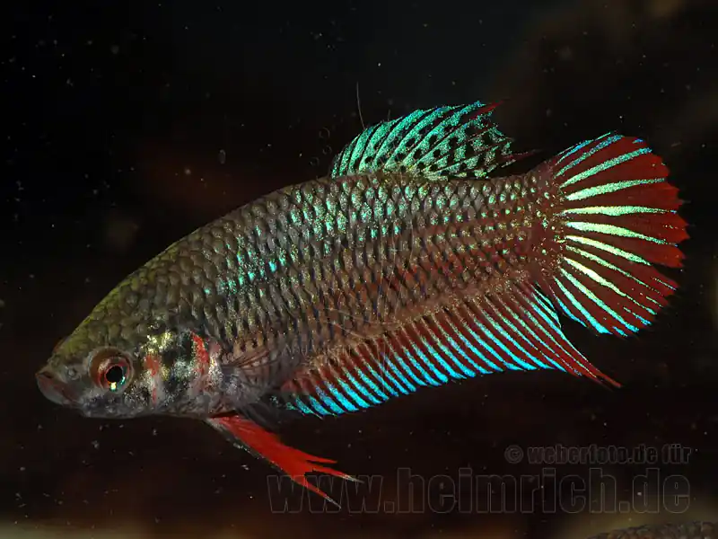 Siamesischer Kampffisch weibl., Mix-Farben lg (Betta splendens) Top-Angebot