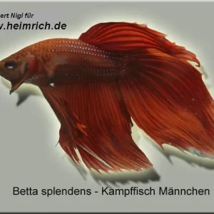 Siamesischer Kampffisch, Dunkel-Rot lg (Betta splendens) Sichere Zahlung