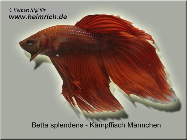 Siamesischer Kampffisch, Dunkel-Rot lg (Betta splendens) Sichere Zahlung