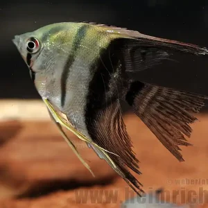 Neue Ware Skalar "BICOLOR", med/ lg (Pterophyllum Scalare)