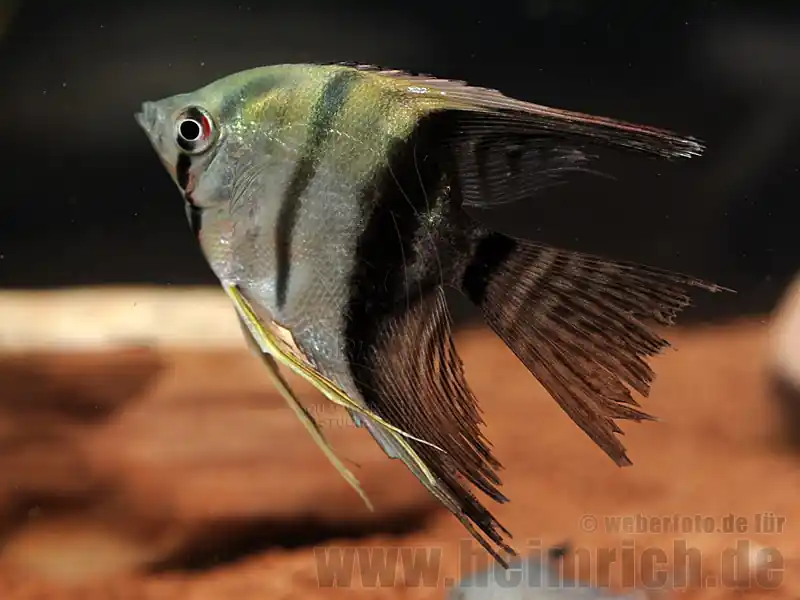 Neue Ware Skalar "BICOLOR", med/ lg (Pterophyllum Scalare)