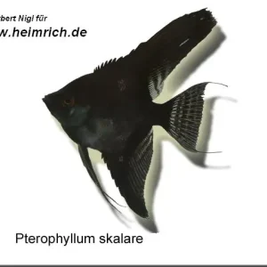 Begrenztes Angebot Skalar "BLACK", medium (Pterophyllum Scalare)