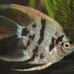 Schnäppchen Skalar "KOI Diamant", medium (Pterophyllum Scalare)