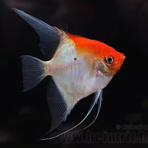 Neu Im Sortiment Skalar "Kupferrot", large (Pterophyllum Scalare)