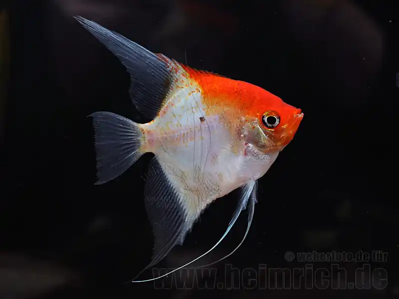 Neu Im Sortiment Skalar "Kupferrot", large (Pterophyllum Scalare)