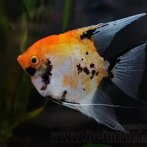 Markenware Skalar Marmor "Red Devil smoked", männl. lg. (Pterophyllum Scala