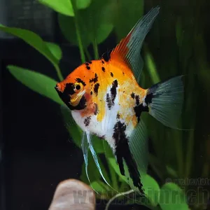 Rabatt Skalar Marmor "Red Devil smoked", weibl. lg. (Pterophyllum Scala