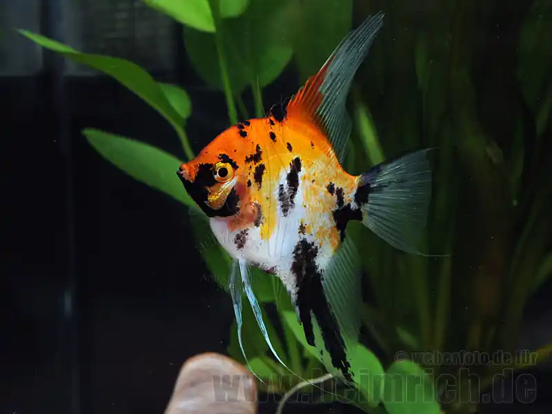 Rabatt Skalar Marmor "Red Devil smoked", weibl. lg. (Pterophyllum Scala