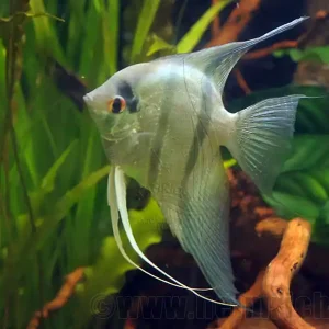 Skalar spec. 'Blaue Lagune', med 2 Stück (Pterophyllum spec.) Jetzt Kaufen