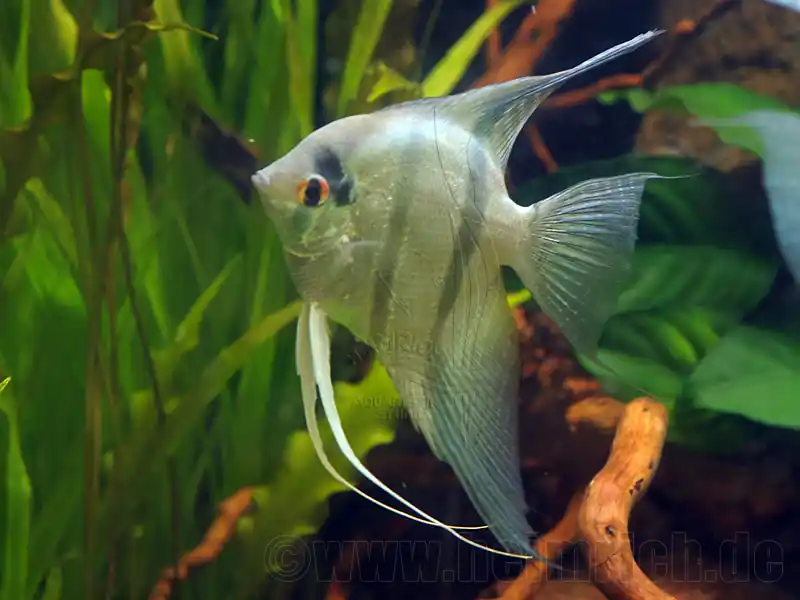 Skalar spec. 'Blaue Lagune', med 2 Stück (Pterophyllum spec.) Jetzt Kaufen