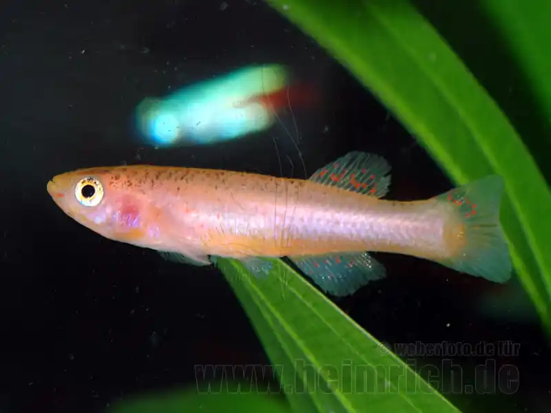 Nur Für Kurze Zeit Stahlblauer Prachtkärpfling GOLD weibl., lg (Aph. gadneri GOLD)