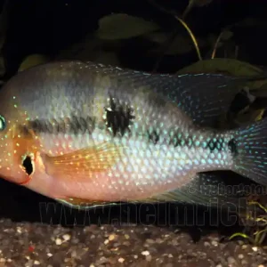 Thorichthys ellioti, XXL (Elliots Buntbarsch) Jetzt Bestellen