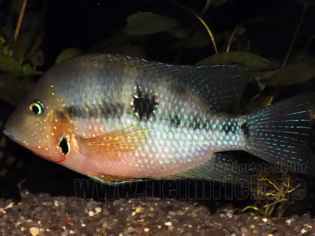 Thorichthys ellioti, XXL (Elliots Buntbarsch) Jetzt Bestellen