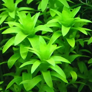 Tonina fluviatilis Top-Angebot