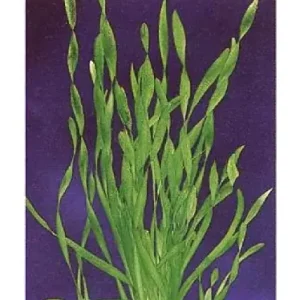 Vallisneria asiatica var. biwaensis Jetzt Bestellen