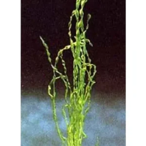 Beliebt Vallisneria contortionist