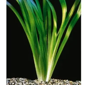 Vallisneria gigantea Ausverkauf