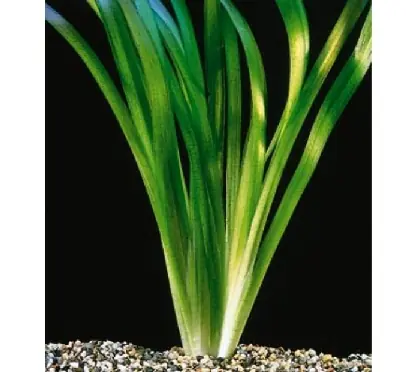 Vallisneria gigantea Ausverkauf