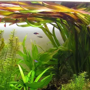 Vallisneria gigantea 'Brandenburg' Knallerangebot