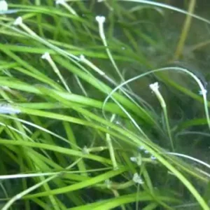 Vallisneria nana Neu Im Sortiment