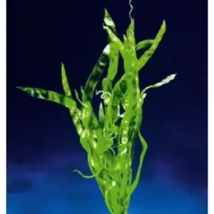 Vallisneria Rubra 'Curly' Heißes Angebot