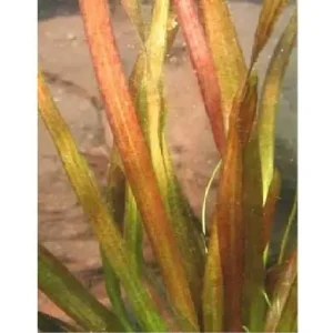 Vallisneria spiralis rubra Angebot
